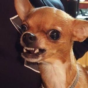 Meet your Posher, Liam